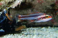 Threeband Cardinalfish photo 5