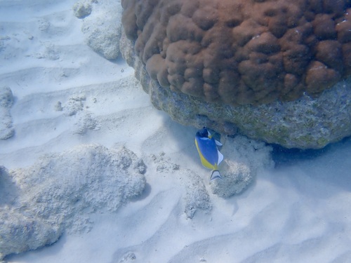 Acanthurus leucosternon observed 2026-10-26