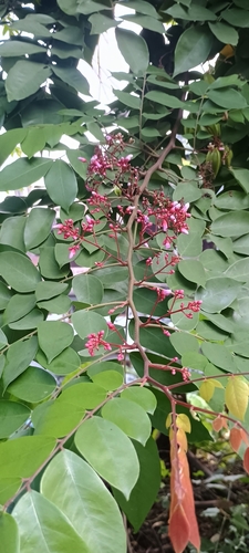 Averrhoa carambola observed 2026-10-26