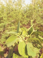 Ipomoea carnea fistulosa