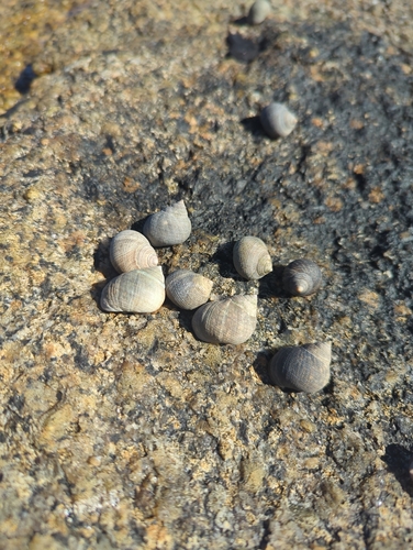 Littorina littorea, 2026-10-25