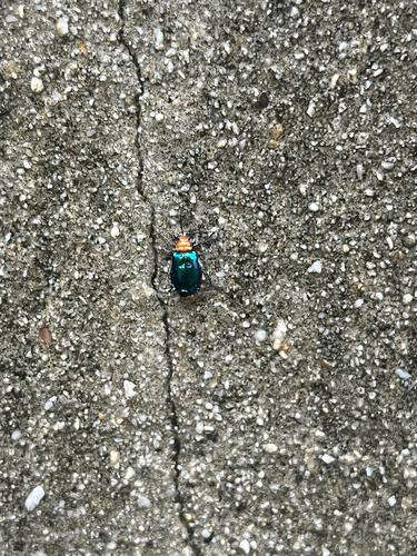 Aulacophora, 2026-10-23