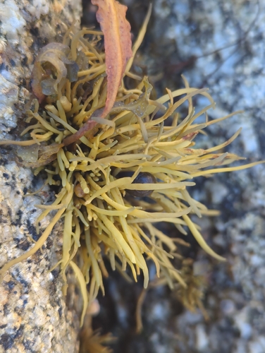 Ascophyllum nodosum observed 2026-10-25