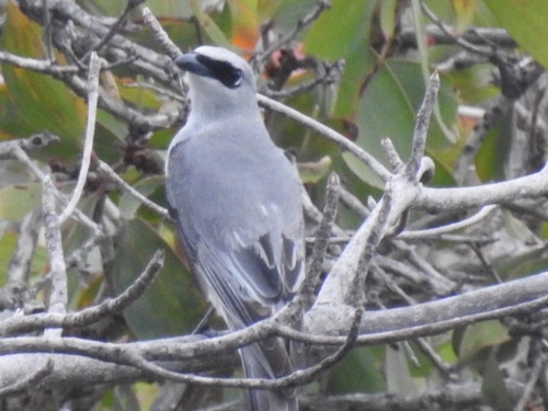 Coracina papuensis observed 2026-10-24