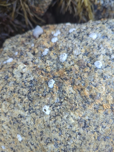 Semibalanus balanoides observed 2026-10-25
