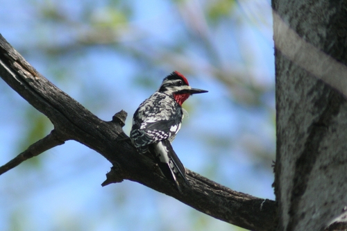 Yellow-bellied Sapsucker