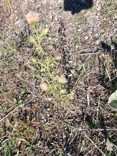 Dittrichia graveolens, 2026-10-25