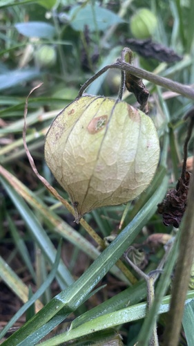 Physalis peruviana observed 2026-10-26