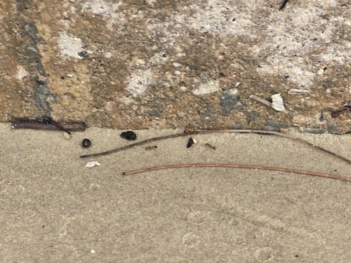 Solenopsis geminata observed 2026-10-26