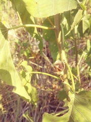 Ipomoea carnea fistulosa