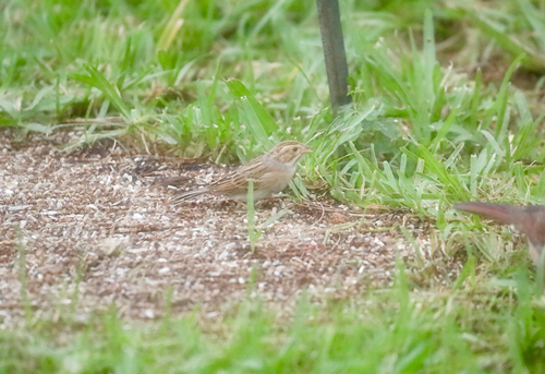 Clay-colored Sparrow