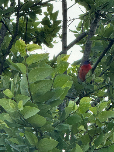 Painted Bunting