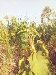 Ipomoea carnea fistulosa