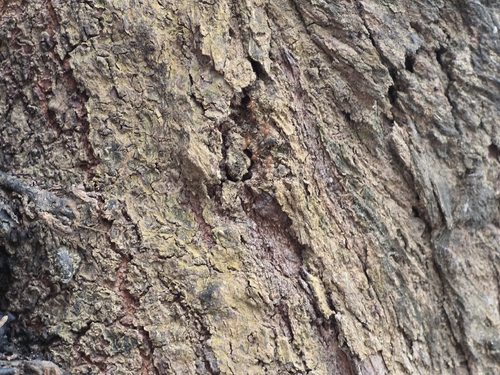 Solenopsis geminata observed 2026-10-26