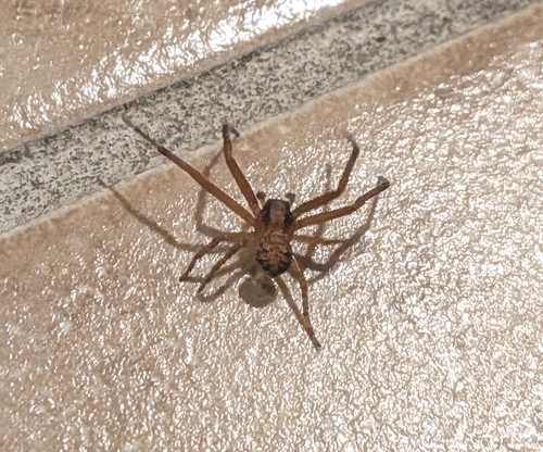 Ground Crab Spiders