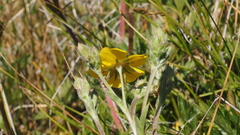 Potentilla gracilis fastigiata