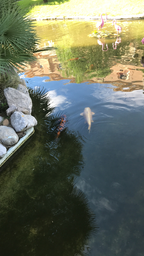 Amur Carp