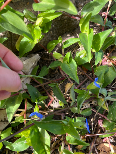 Commelina communis, 2026-10-25