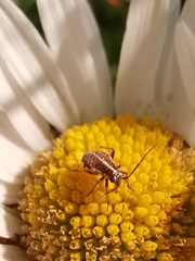 Capsodes sulcatus