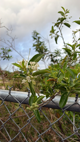 Cestrum diurnum observed 2026-10-26