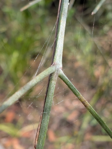 Jacksonia scoparia observed 2026-10-26