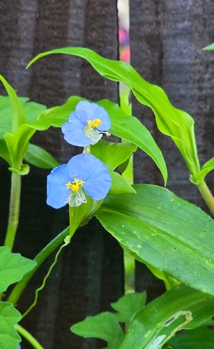 whitemouth dayflower