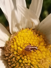 Capsodes sulcatus