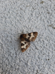 Watsonarctia deserta