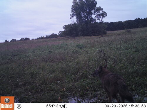 Coyote