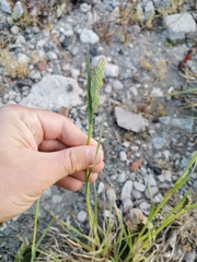 Dactylis glomerata