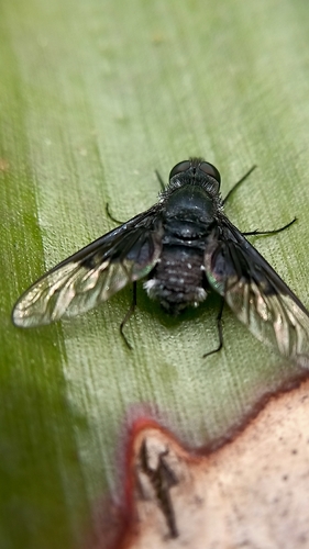 Charcoal Bee Flies