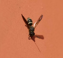 Ancistrocerus catskill