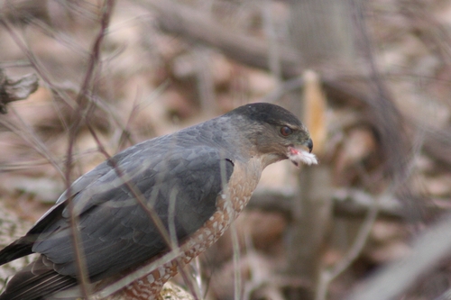 Cooper's Hawk