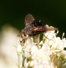 Epalpus