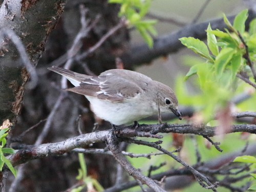 Semicollared Flycatcher