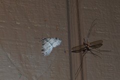 Lobophora nivigerata