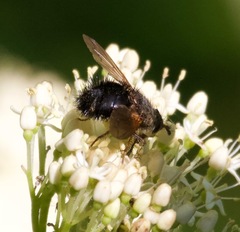 Epalpus