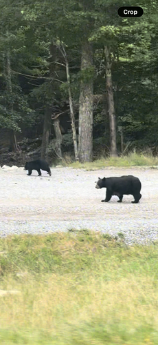 American Black Bear