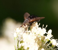 Epalpus
