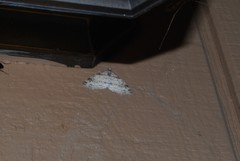 Lobophora nivigerata