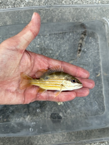Lutjanus fulviflamma observed 2026-10-26