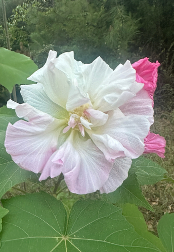 Hibiscus mutabilis observed 2026-10-22