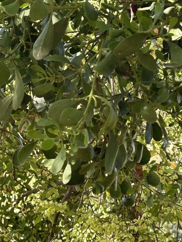 American Mistletoe