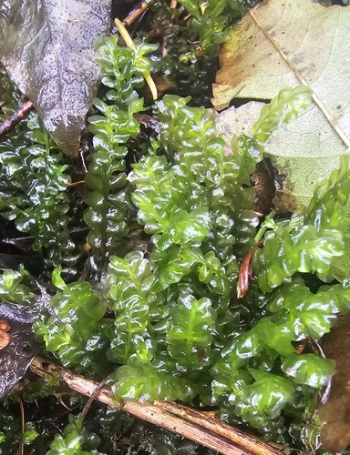 Plagiochila observed 2026-10-26