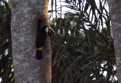 Ramphastos tucanus cuvieri