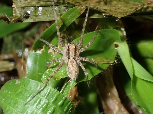 Thin-legged Wolf Spiders