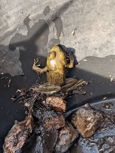 American Bullfrog