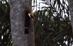 Ramphastos tucanus cuvieri