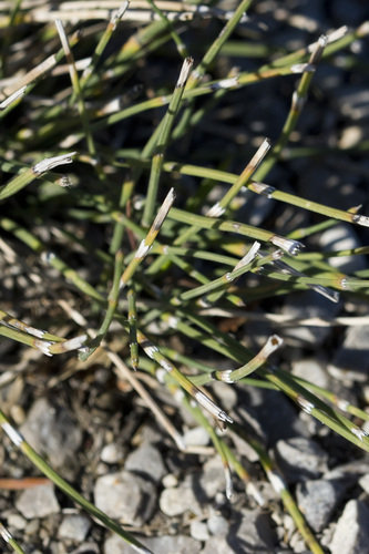 Equisetum ramosissimum observed 2026-10-26