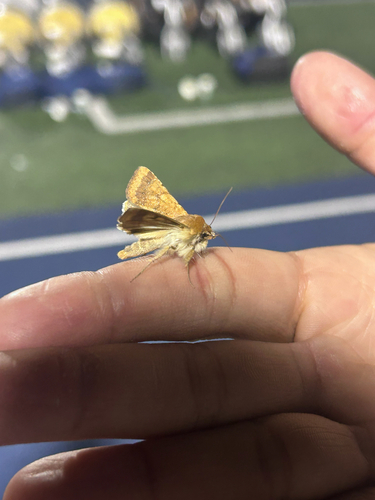Corn Earworm Moth